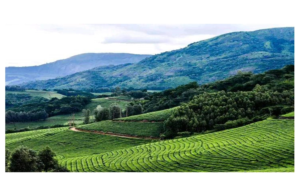 Tea Plantation in the Eastern Highlands